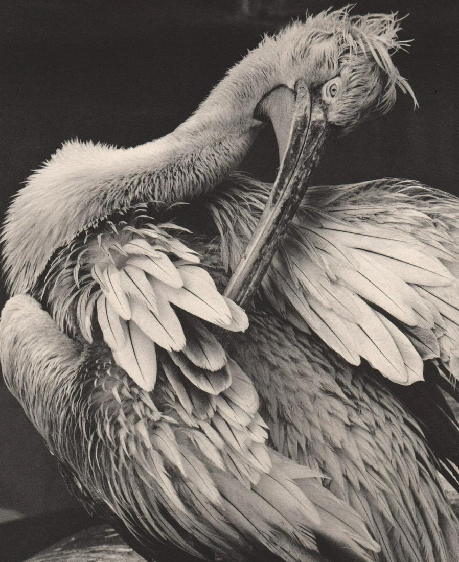 WOLFGANG SUSCHITZKY - Pelican: Artist: WOLFGANG SUSCHITZKY Print Title: Pelican Medium: Photoengraving Printed 1960’s in the USA Image size (inches) approx. 8 x 6.5” Reserve: $25.00 Shipping: Domestic: Flat-rate of $15.00 to an