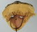 Beautiful PENDE Mbangu Mbuya MASK Provenance African - 9
