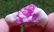 10 Grams Beautiful Ruby Specimen