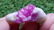 10 Grams Beautiful Ruby Specimen - 2