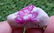 10 Grams Beautiful Ruby Specimen - 3