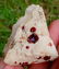 50 Gram Amazing Natural Spessartine Garnet With