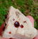 50 Gram Amazing Natural Spessartine Garnet With - 3