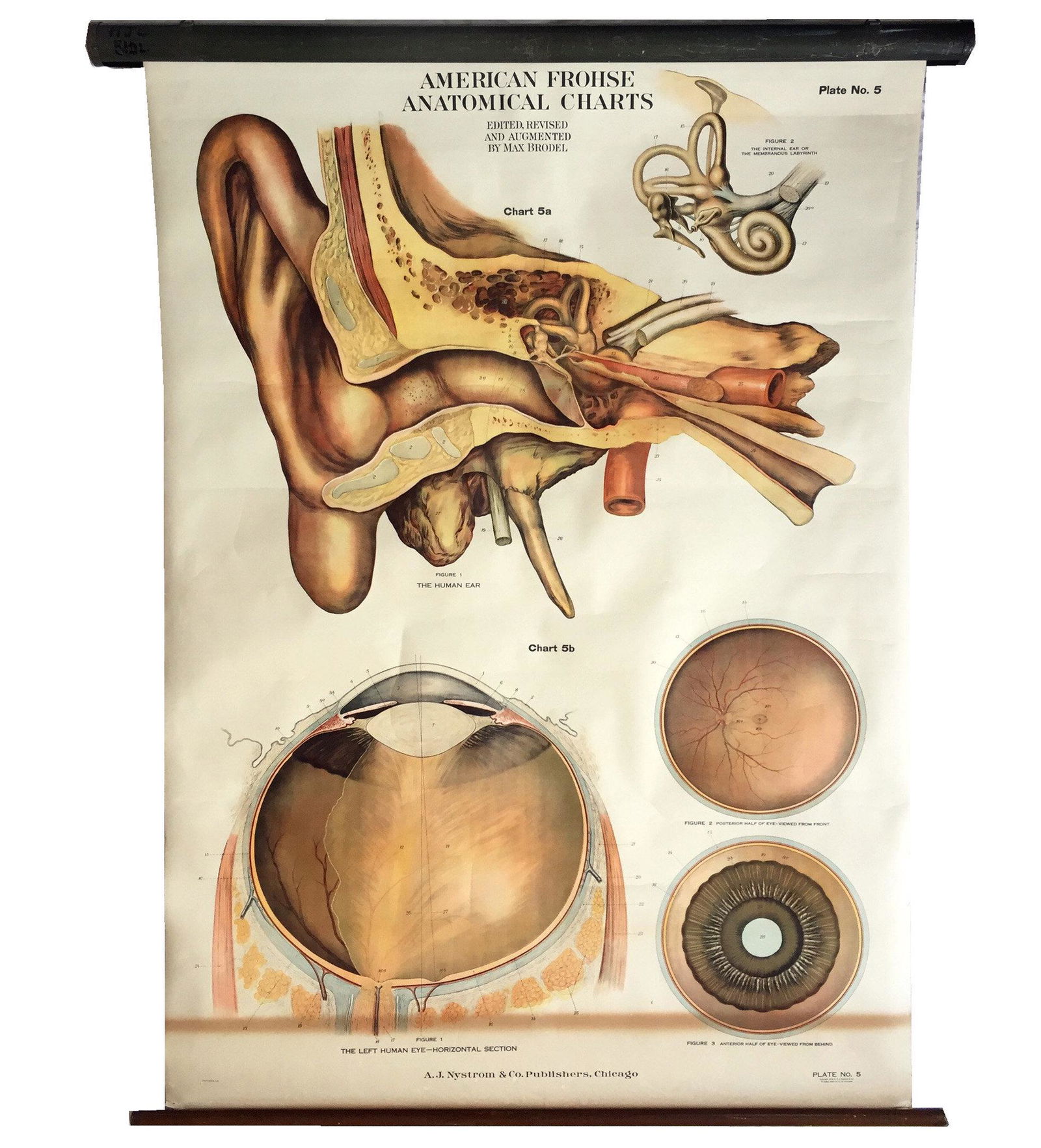 1918 American Frohse Nystrom eye/ear anatomical chart: Item details Vintage from the 1920s Materials canvas, metal, wood more 1918 American Frohse Nystrom eye/ear pull down anatomical chart. 41.5"×60"image area. Mounted on canvas. Chart retracts well int
