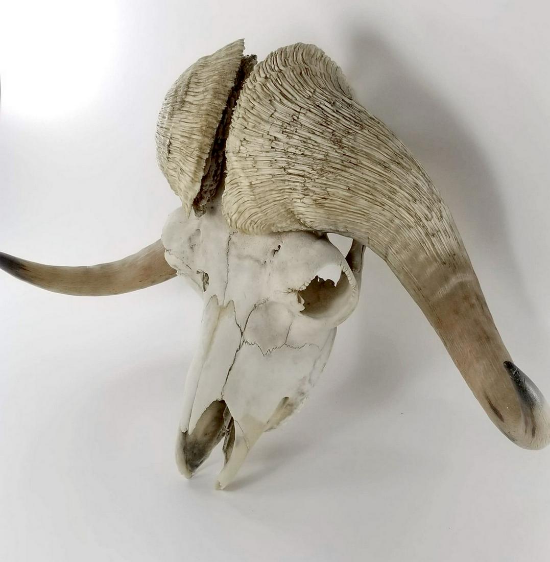 Antique Musk Ox Skull (1 of 4)