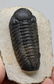 Fossil trilobite : Barrandeops - 2