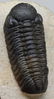 Fossil trilobite : Barrandeops - 3
