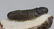 Fossil trilobite : Barrandeops - 4