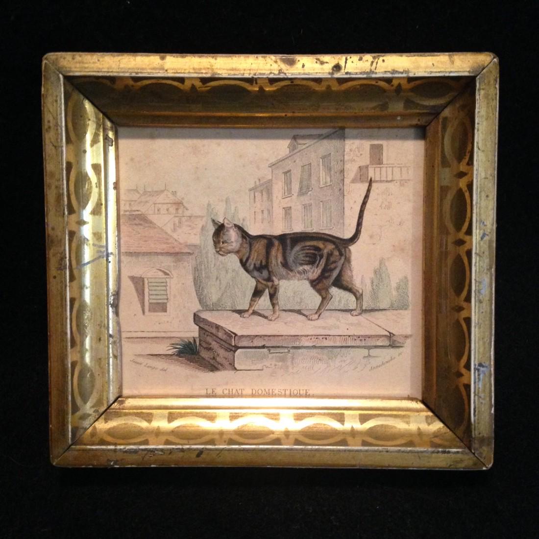 C1820 French Domestic Cat Hand Colored Engraving (1 of 2)