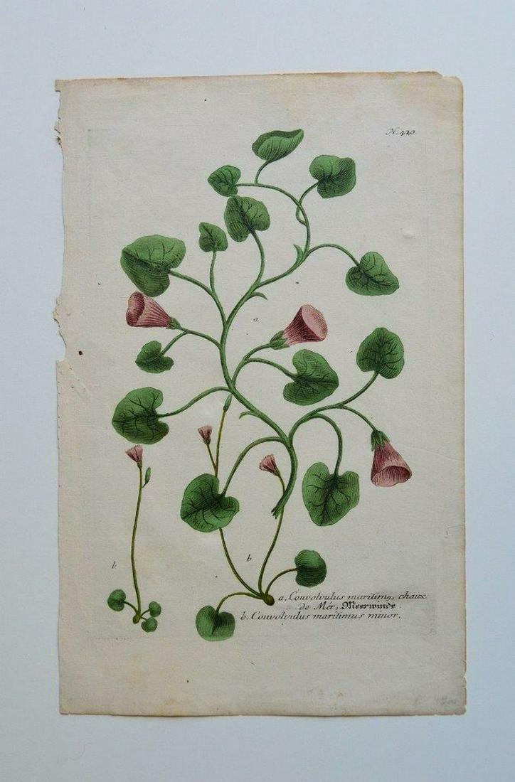 19th c BOTANICAL PRINT (1 of 2)
