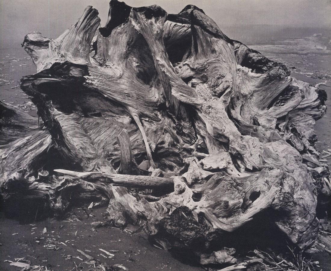 EDWARD WESTON- Drift Stump, Crescent Beach: Artist: EDWARD WESTON Print Title: Drift Stump, Crescent Beach Medium: Photoengraving Printed in USA in 1940’s Image Size approx: 6.5 x 9” Edward Weston 1886-1958) was a 20th-century American phot