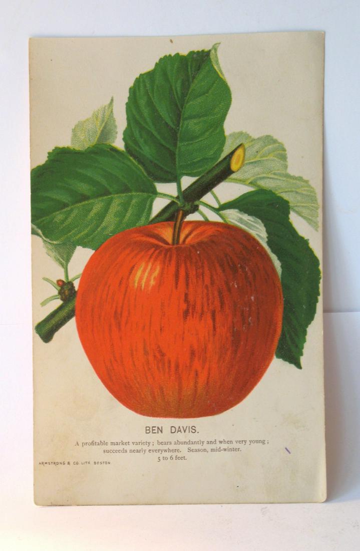 Apple Lithograph (1 of 1)