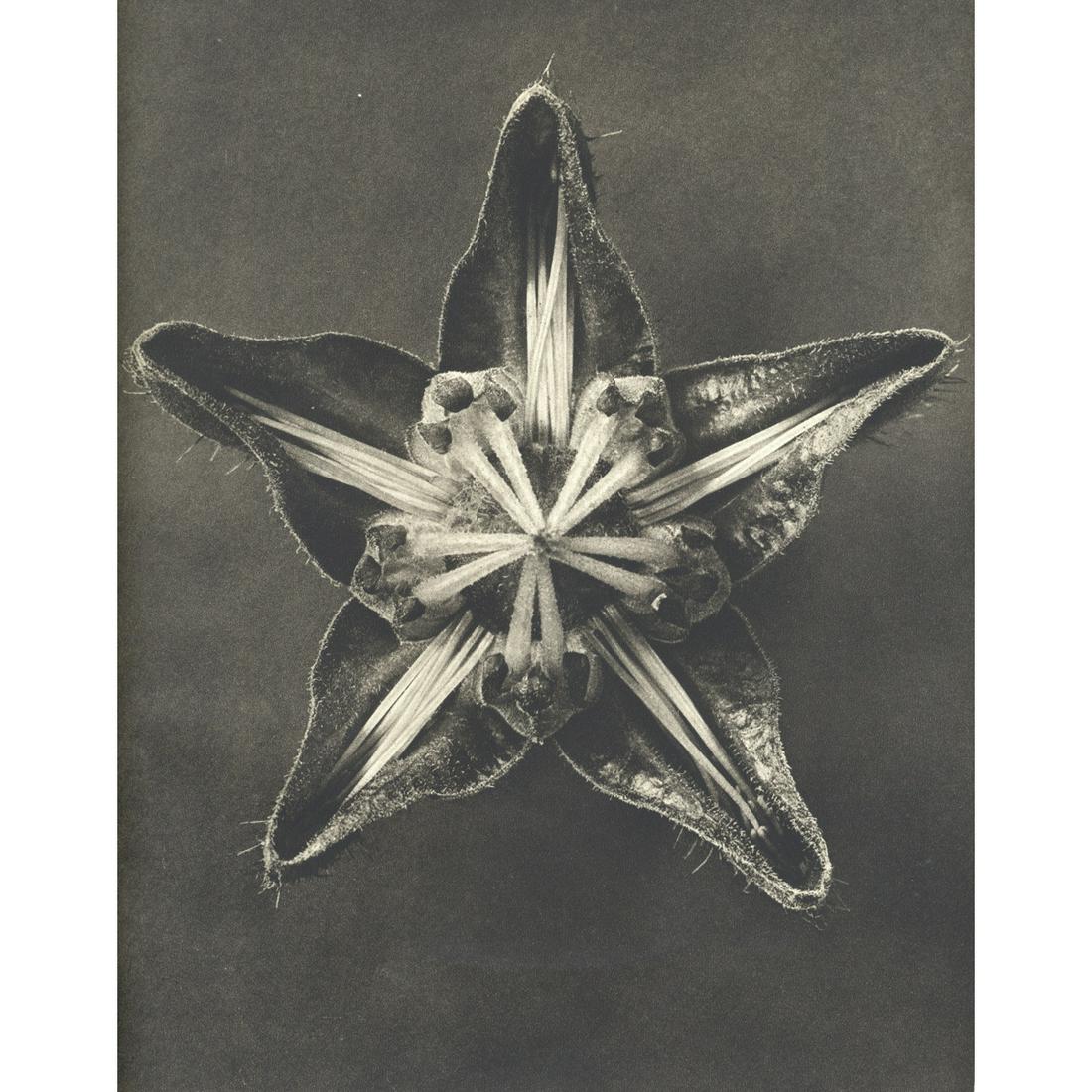 KARL BLOSSFELDT - Cajophora lateritia: Artist: KARL BLOSSFELDT Print Title: Cajophora lateritia Medium: Sheet-fed Gravure Printing Date: 1932 Printed in Germany Image Size approx: 11 X 8.5 inches Karl Blossfeldt (1865-1932) was a German ph