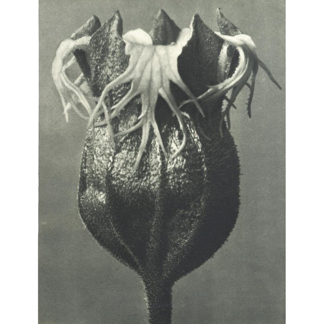 KARL BLOSSFELDT - Tellima grandiflora: Artist: KARL BLOSSFELDT Print Title: Tellima grandiflora Medium: Sheet-fed Gravure Printing Date: 1929 Printed in Germany Image Size approx: 10 X 7.5 inches Karl Blossfeldt (1865-1932) was a German ph