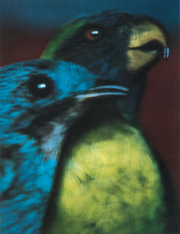 SARAH MOON - Cotinga of Peru, Trichoglossus of Timor: Artist: Sarah Moon Title: Cotinga of Peru, Trichoglossus of Timor Medium: Photo Litho, 2001, Italy Dimensions: 7.5x9.75" Heat Wax Mounted on 11x14" Conservation Board Sarah Moon (1941) previously know