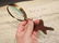 Brass Starfish Magnifying Glass Desk Hand Lens - 12