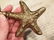 Brass Starfish Magnifying Glass Desk Hand Lens - 2