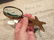 Brass Starfish Magnifying Glass Desk Hand Lens - 5