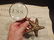 Brass Starfish Magnifying Glass Desk Hand Lens - 7