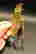 item-78719205=7