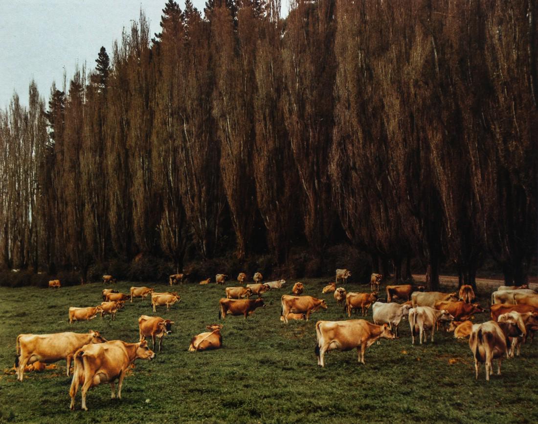 COLE WESTON - Jersey Herd, New Zealand, 1976: Artist: Cole Weston Title: Jersey Herd, New Zealand, 1976 Medium: Photo Litho, 1981, USA Dimensions: 9x7.15" Heat Wax Mounted on 12x16" Conservation Board Cole Weston (1919 - 2003) was Edward Weston's