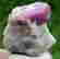 item-79077954=1