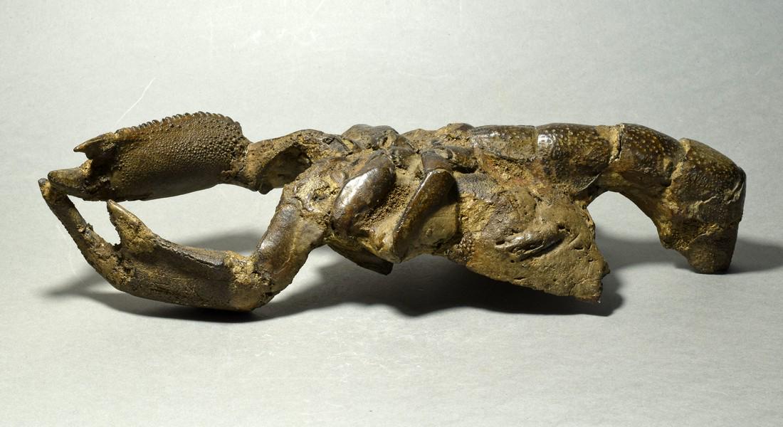 Large and fine Fossil Lobster Thalassina aff. emerii: Species: Thalassina aff. emerii Bell, 1844 Age: Cenozoic Locality: Java, Indonesia Measurements: 22.5 × 7 cm Weight: 370 g Thalassina is an extant genus of mud lobsters, composed of nine species that