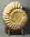 item-79082231=1