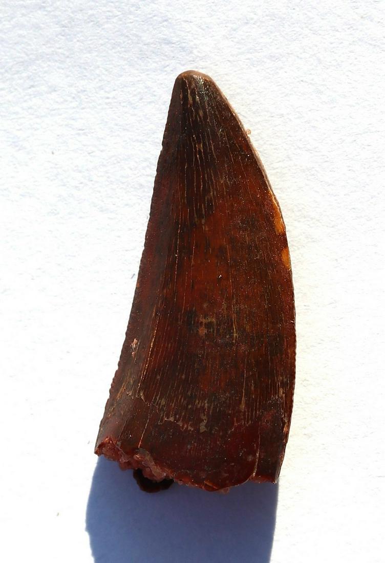 African T-Rex dinosaur tooth : Carcharodontosaurus: Title: African T-Rex dinosaur tooth : Carcharodontosaurus Age: Cretaceous -Tegana formation Findspot: Begaa, Kem-Kem basin ,Morocco Size of the fossil: 2.2 cm Weight: 5 gr This is a nice serrated toot