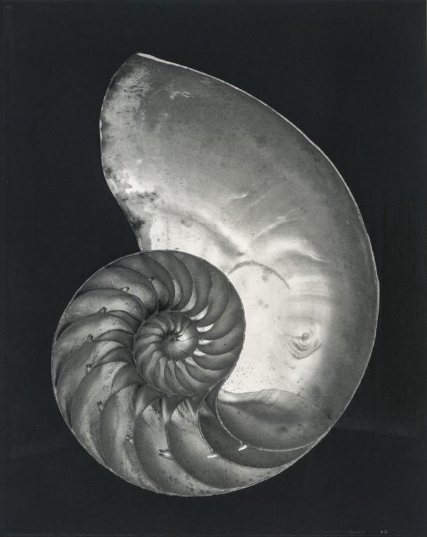EDWARD WESTON - Shell, 1927: Artist: Edward Weston Title: Shell, 1927 Medium: Photo Litho, 1999, Germany Dimensions: 6.25x7.85" Heat Wax Mounted on 11x14" Conservation Board Edward Henry Weston was a 20th-century American photogr