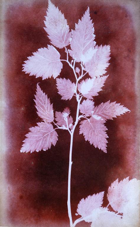 WILLIAM HENRY FOX TALBOT - Leaves, 1838: Artist: William Henry Fox Talbot Title: Leaves, 1838 Date Printed: 2008 Medium: Photo Litho with Copyright Royal Photographic Society Collection Printer Location: Italy Additional Info: 13.5x22 cm - 5