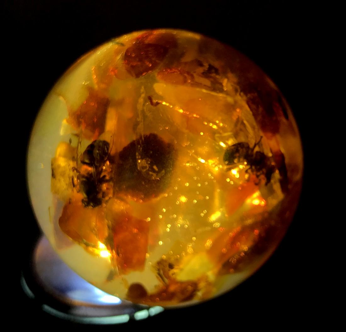 Amber ball with 2 insects clear visible bees + stand (1 of 10)
