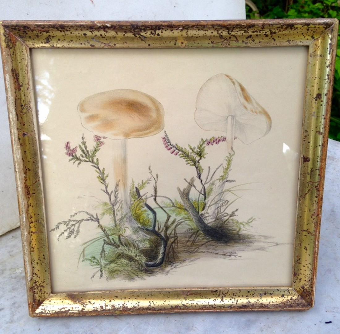 19thc Mushroom Engraving in a  19thc Gold Leaf Frame (1 of 3)