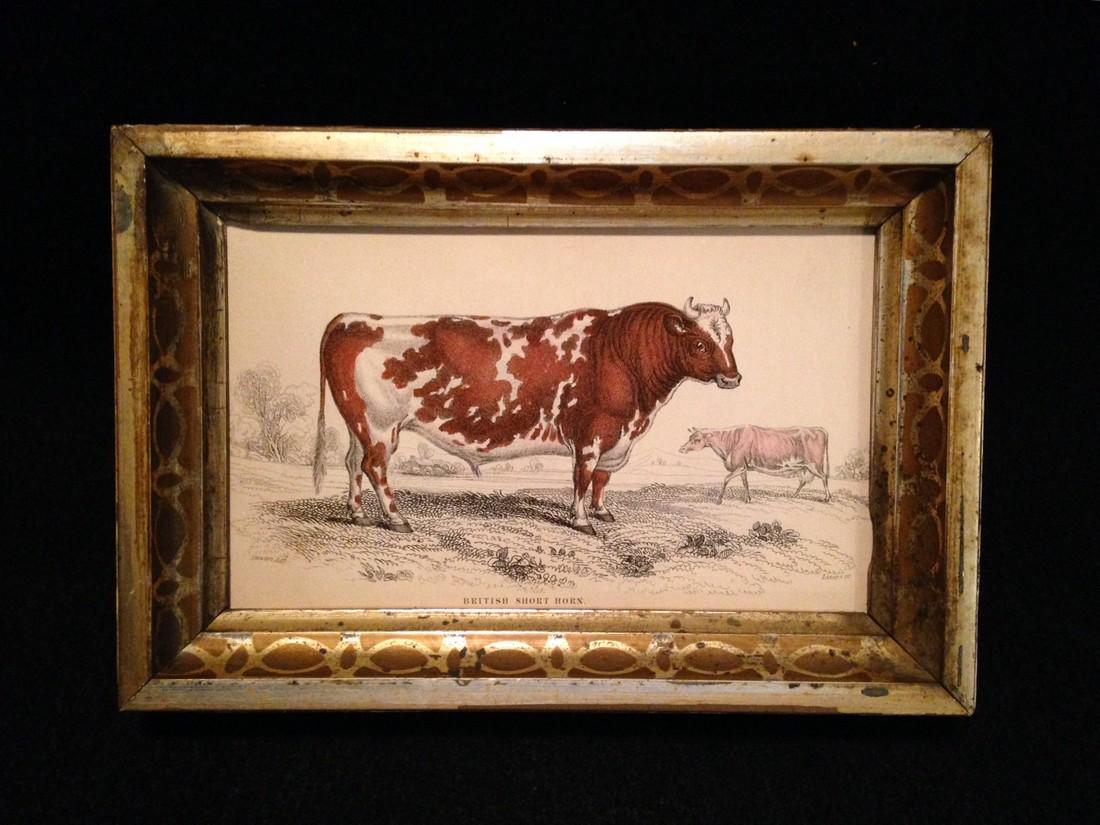 1936 Hand Colored Cow Engraving In GC (1 of 2)