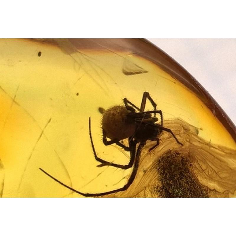 19 g. natural Baltic amber pendant with inclusion rare: RARE inclusion in Baltic amber - SPIDER ! Pendant made in silver 925. The age of amber and insect 45-50 million years ! Weight: 19 gram Beads size: 14x42x50 mm Stone: 100% natural Baltic amber Treatme