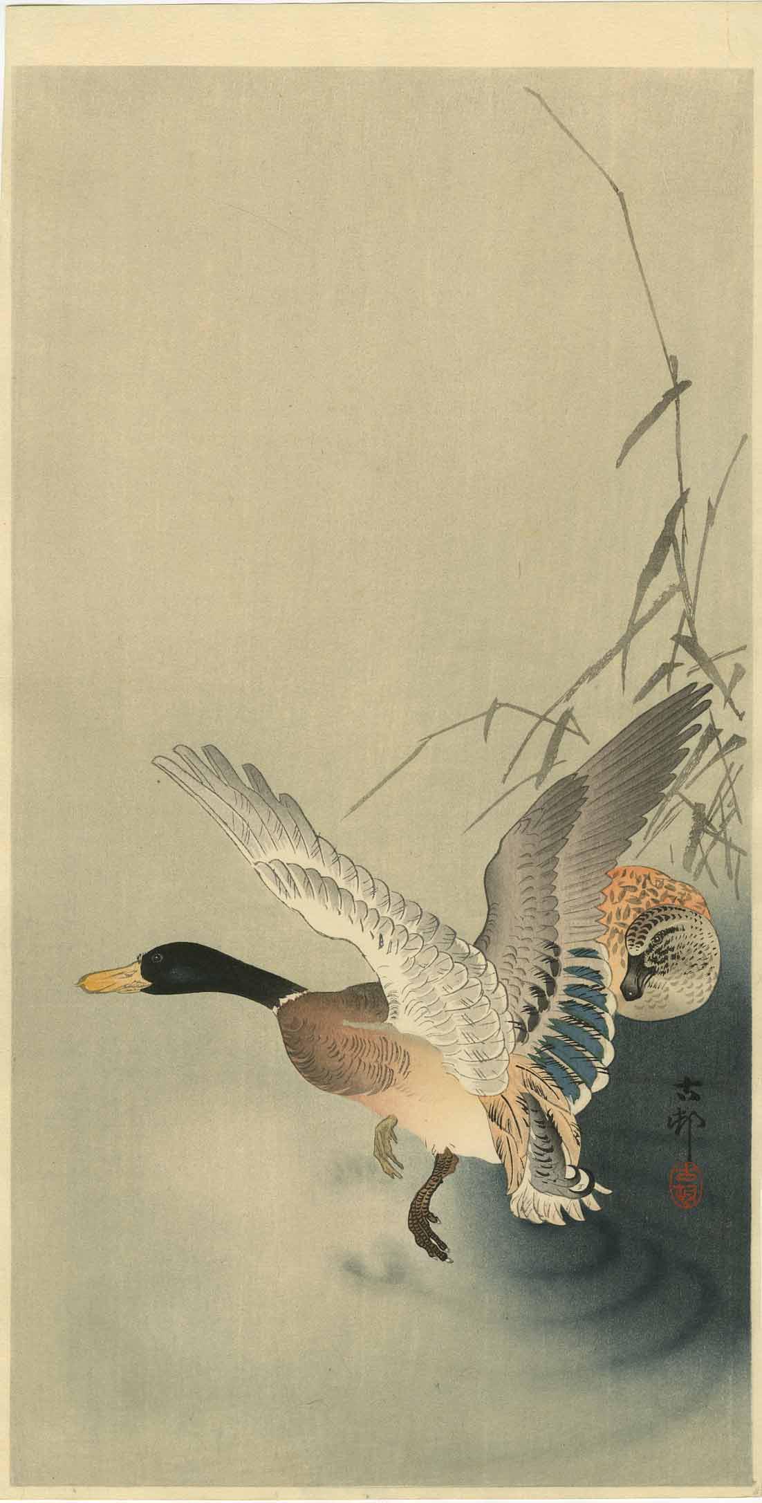 Koson Ohara: Two Mallards on a Pond 1920s Woodblock: Title: Koson Ohara: Two Mallards on a Pond 1920s Woodblock Provenance: Japanese Woodblock Print, c.1920s, published by Daikokuya, signed and sealed Koson SIZE IN INCHES: ohosoban, 7.5 x 14.5 inches PR