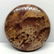 27.4 ct Natural Petrified Wood stone - 2