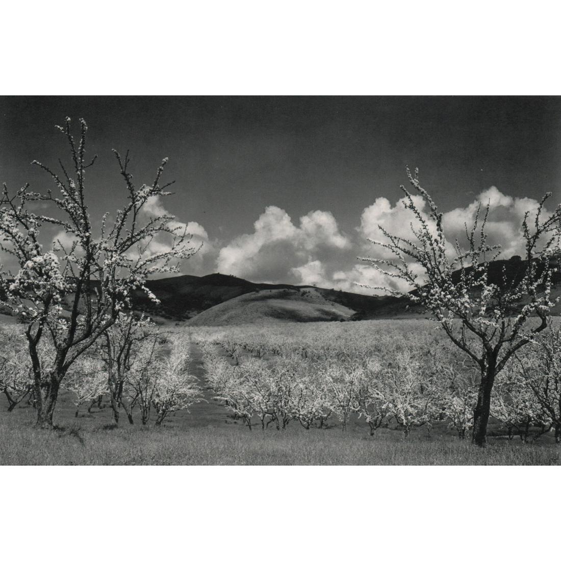ANSEL ADAMS - Orchard, Santa Clara Valley: Artist: ANSEL ADAMS Print Title: Orchard, Santa Clara Valley, CA Medium: Sheet-fed Gravure Printing Date: 1960's Printed in the USA Image Size approx: 5.75 x 8.75 inches Ansel Adams (February 20, 1902