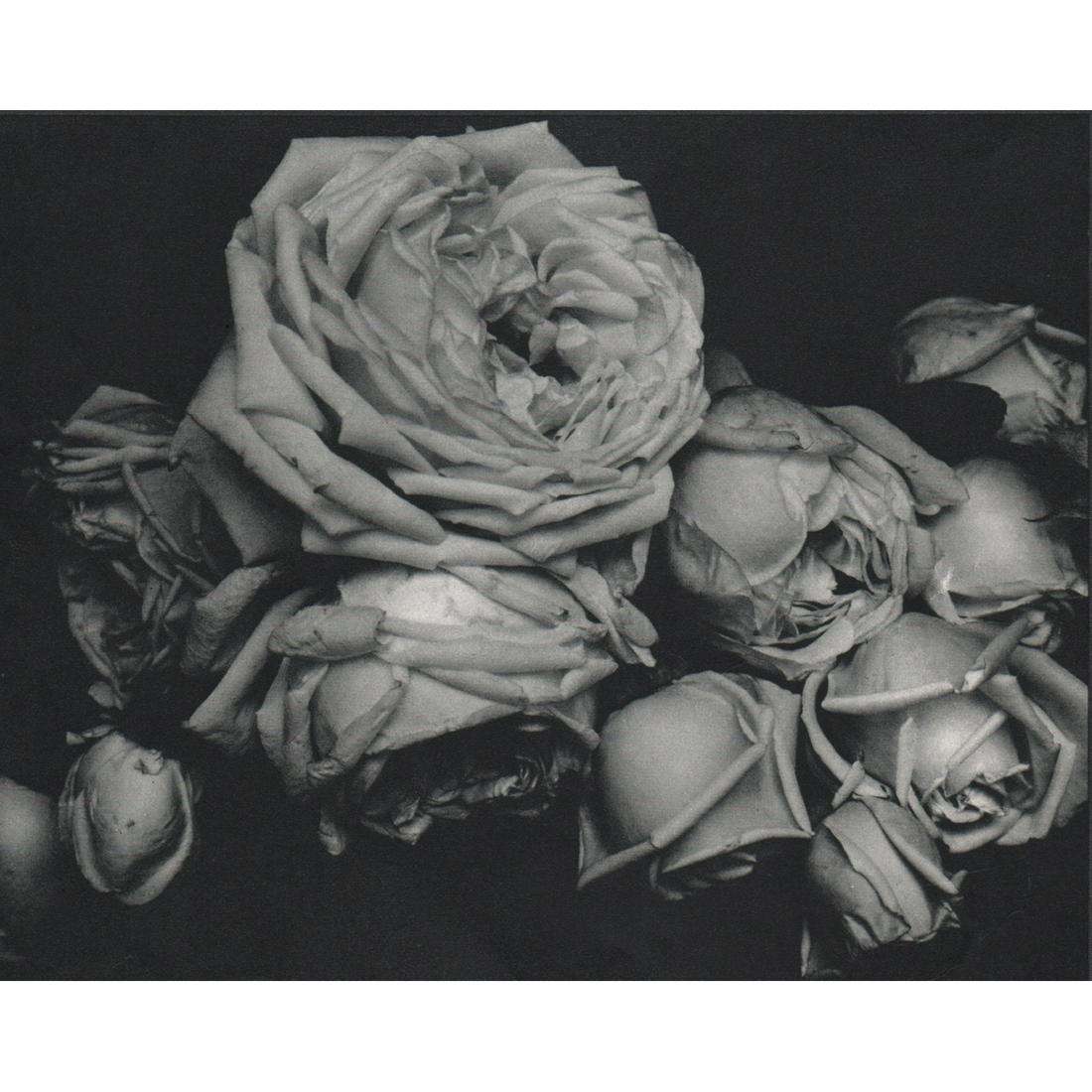 EDWARD STEICHEN - Heavy Roses, 1914: Artist: EDWARD STEICHEN Print Title: Heavy Roses, 1914 Medium: Sheet-fed Gravure Printing Date: 1960's Printed in Switzerland Image Size approx: 5.75 x 7.25 inches Edward Jean Steichen (1879-1973) was