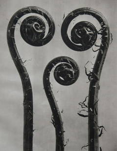 KARL BLOSSFELDT - Adiantum pedatum: Artist: Karl Blossfeldt Title: Adiantum pedatum Medium: Sheet Fed Gravure, 1942, Germany Dimensions: 8.2x10.5" Unmounted Karl Blossfeldt (1865-1932) was a German photographer, sculptor, teacher, and a