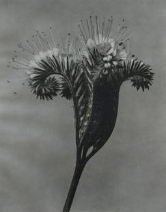 KARL BLOSSFELDT - Phacelia tanacetifolia: Artist: Karl BlossfeldtTitle: Phacelia tanacetifoliaMedium: Sheet Fed Gravure, 1942, GermanyDimensions: 8.25x10.5"Unmounted Karl Blossfeldt (1865-1932) was a German photographer, sculptor, teacher,