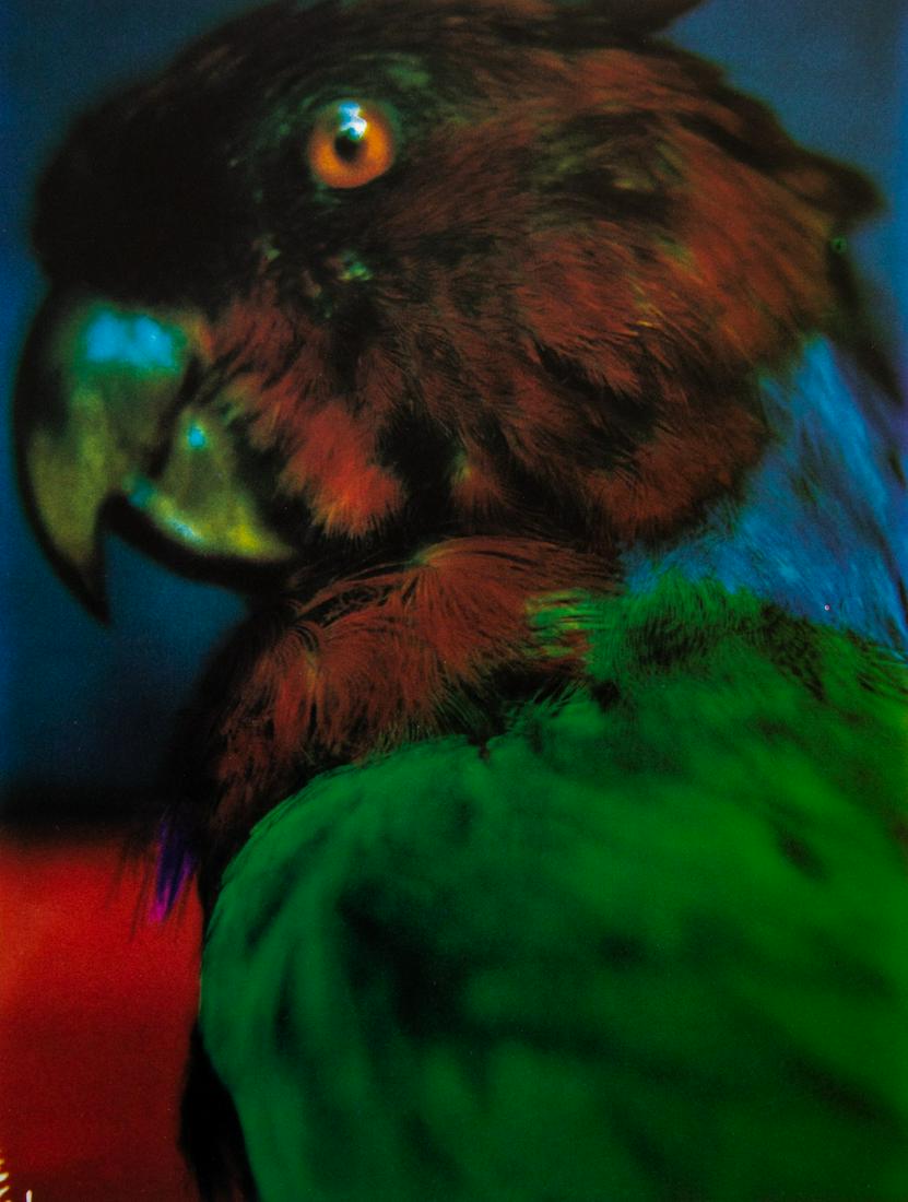 SARAH MOON - Platycercus splendens, from Fiji, 2000: Artist: Sarah Moon Title: Platycercus splendens, from Fiji, 2000 Medium: Photo Litho, 2001, Italy Dimensions: 7.45x9.75" Heat Wax Mounted on 11x14" Conservation Board Sarah Moon (1941) previously know