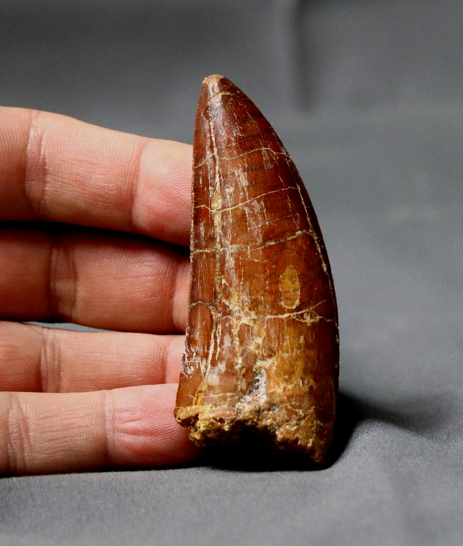 African T-Rex dinosaur tooth : Carcharodontosaurus: Title: African T-Rex dinosaur tooth : Carcharodontosaurus Age: Cretaceous -Tegana formation Findspot: Begaa, Kem-Kem basin ,Morocco Size of the fossil: 7.9 cm ( 3.1 inch ) Weight: 32 gr This is a nice