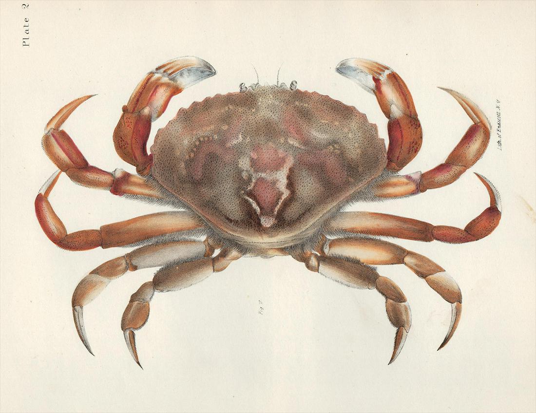 1843 De Kay hand-colored rock crab: 1843 James De Kay hand colored engraving of the rock crab. 1 of only 300 published examples. This hand-colored engraving has been rendered in exquisite realism. Plate 2 of DeKay’s Crustacea is shown