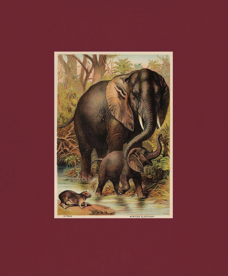 Expert chromo of Elephants, H. Johnson, 1880: Painting of an African Elephant (along with a small Hyrax) re-interpreted through the complex chromolithographic process. Created by an expert lithographer who carefully reproduced the color areas on