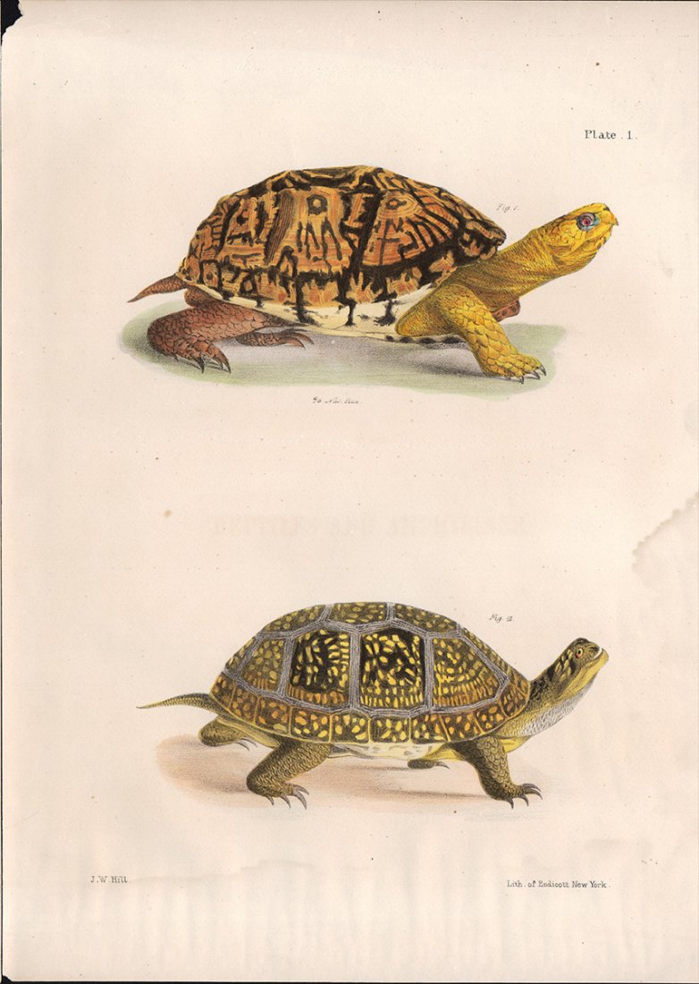 Tortoise h/c engraving, Jas. J W Hill, 1842 (plate 1): Scarce and detailed hand-colored engraving from The Zoology of New York, published 1842 by James De Kay. De Kay commissioned artist John William Hill to illustrate the volumes in this seminal work. On