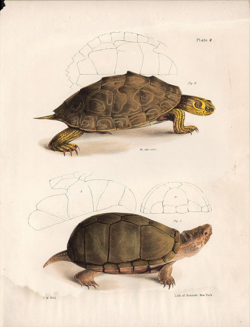 Tortoise h/c engraving, Jas. J W Hill, 1842 (plate 2): Scarce and detailed hand-colored engraving from The Zoology of New York, published 1842 by James De Kay. De Kay hired artist John William Hill to illustrate the volumes in this seminal work. Only 300