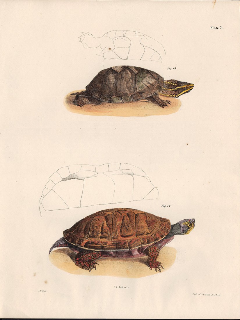 Turtles h/c engraving, Jas. J W Hill, 1842 (plate 7): Scarce and detailed hand-colored engraving from The Zoology of New York, pub. 1842 by James De Kay. Artist John William Hill was commissioned to illustrate the volumes in this seminal work. Only 300 c