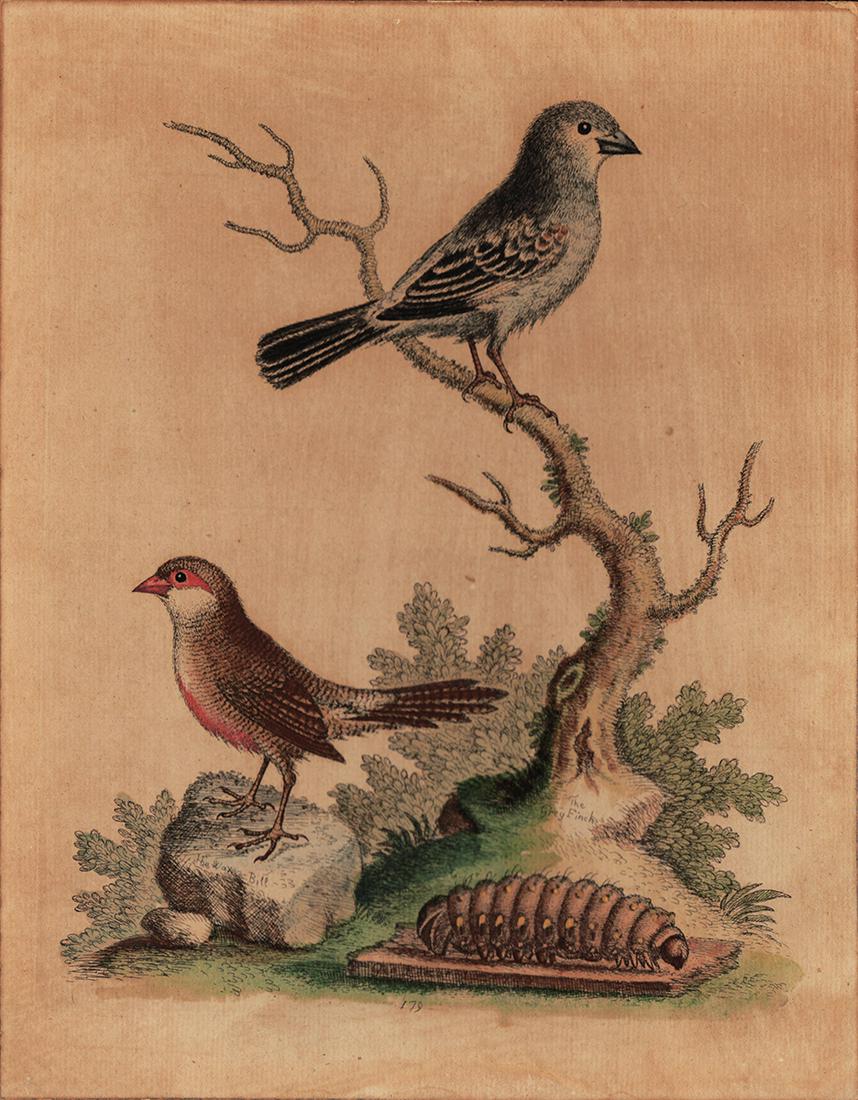 Wax Bill, Grey Finch, Geo. Edwards, c1743.: From the increasingly rare and treasured A Natural History of Uncommon Birds (1743-1751) and Gleaning of Natural History (1758-1764) by George Edwards. Initially published as two separate works, they 