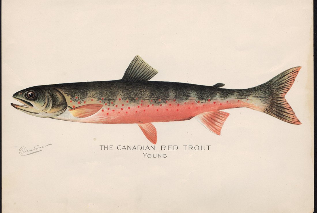 1902 Denton Red Trout Chromolithograph: Ideal for framing and displaying. The Canadian Red Trout Young from the 1902 Annual Reports of the Forest, Fish and Game Commissioner of the State of New York. Created using the chromolithographic pro